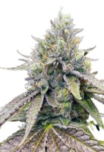 Zkitllez Autoflower Cannabis Seeds