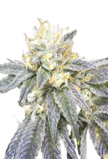 Zkittlez Feminized Cannabis Seeds