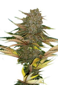 Zodiac Auto Fast Version Cannabis Seeds