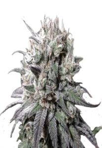 Zombie D.F. Feminized Cannabis Seeds