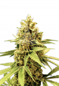 Acapulco Gold Feminized Cannabis Seeds