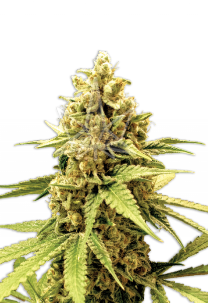 acapulco gold feminized seeds 800x1166 1