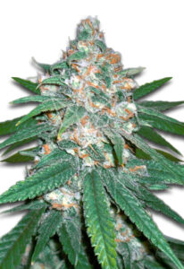 Afghani Regular Cannabis Seeds