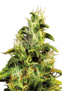 AK-47 Feminized Cannabis Seeds