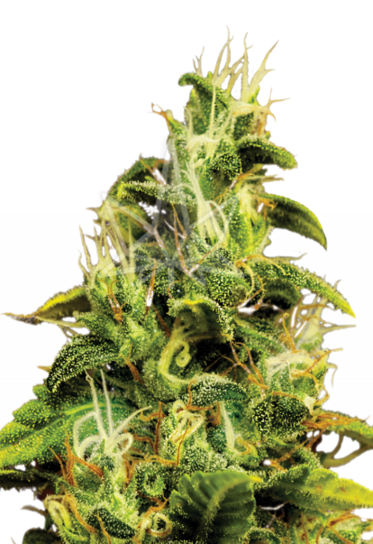 ak47 feminized seeds 800x1166 1