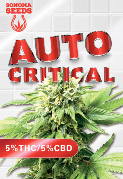 auto critical