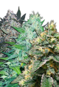 Autoflower Mixed Cannabis Seeds