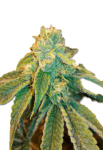 Birthday Cake Feminized Cannabis Seeds