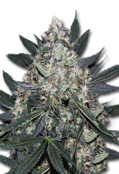 black indica