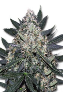 Black Indica Feminized Cannabis Seeds﻿