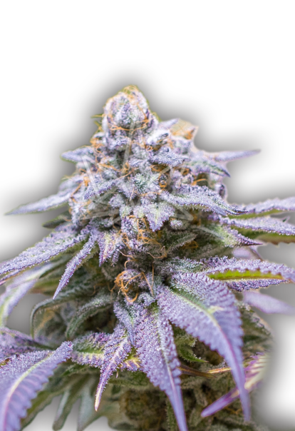 blackberry autoflower seeds