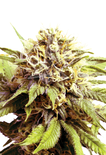 blue berry og feminized seeds 800x1166 1