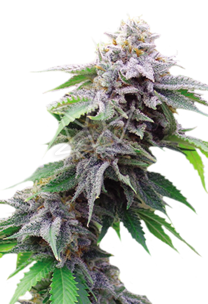 blue cookies feminized seeds