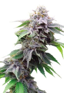 Blue Cookies Feminized Cannabis Seeds