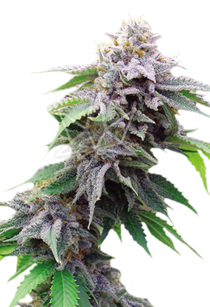 blue cookies feminized seeds opt