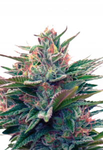 Blue Diesel Autoflower Cannabis Seeds