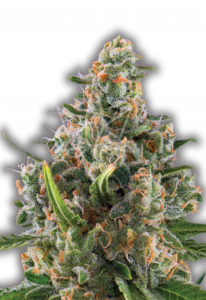 Blue Dream Feminized Cannabis Seeds