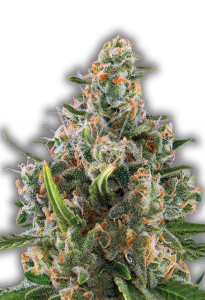 blue dream feminized