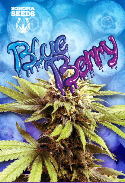 blueberry seeds