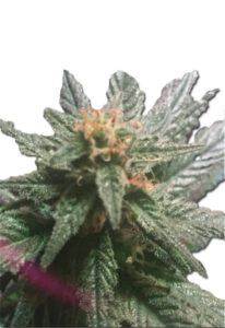 Blueberry Diesel Autoflower Cannabis Seeds