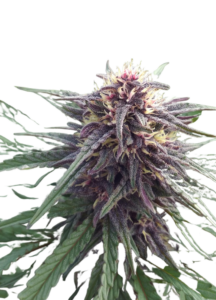 Blue Mylk Feminized Cannabis Seeds