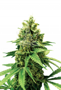 Bruce Banner Feminized Cannabis Seeds