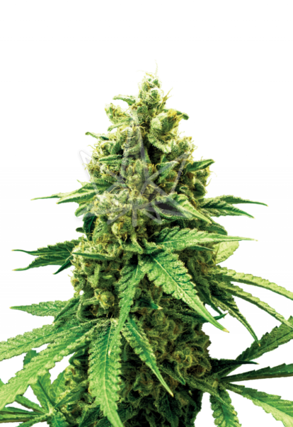 bruce banner feminized seeds 1 800x1166 1