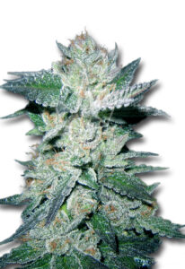 Bubba Kush Feminized Cannabis Seeds