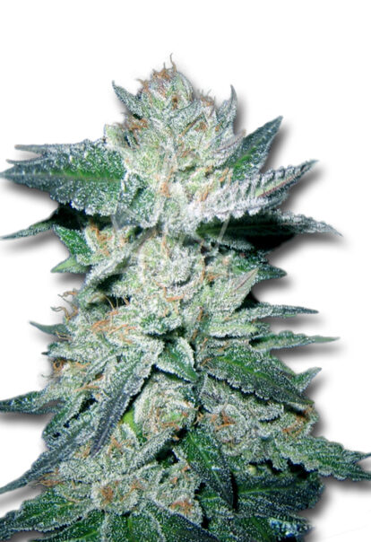 bubba kush feminized seeds opt