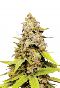 Bubblegum Feminized Cannabis Seeds