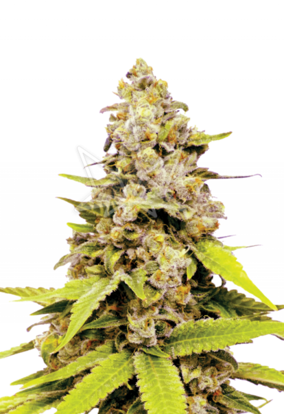 bubble gum feminized