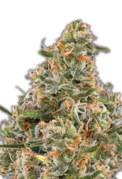 bubblegum feminized