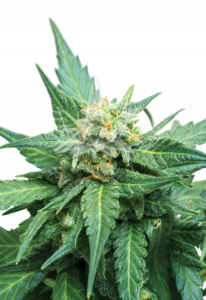 Cali Kush CBD Cannabis Seeds