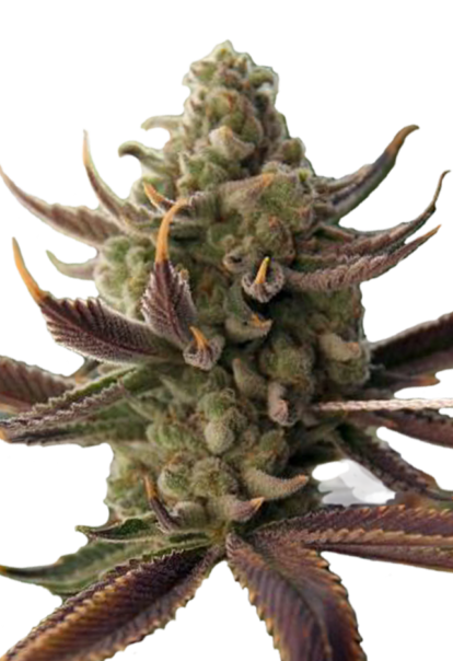 cali kush feminized seeds