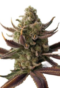 Cali Kush Feminized Cannabis Seeds