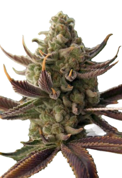 cali kush feminized seeds opt