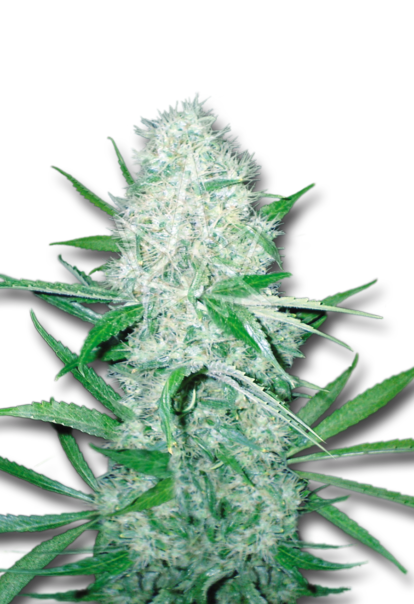 cali og kush feminized seeds