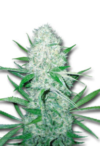 Cali OG Kush Haze Feminized Cannabis Seeds