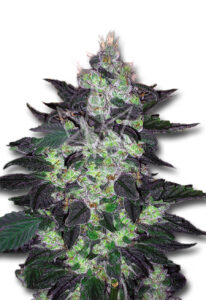 Candy Cane Autoflower Cannabis Seeds