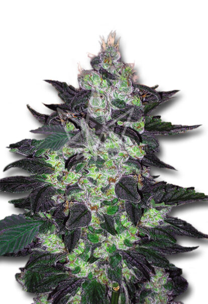 candy cane autoflower seeds opt