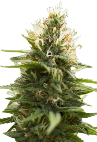 candy jack feminized seeds