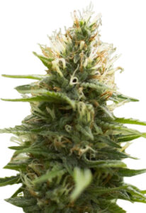 Candy Jack Feminized Cannabis Seeds