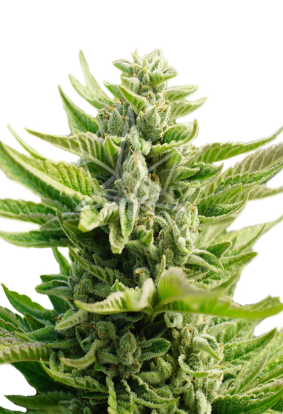 cb diesel feminized seeds