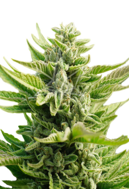 cb diesel feminized seeds opt