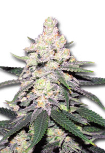 CB Dutch Treat Feminized CBD Cannabis Seeds