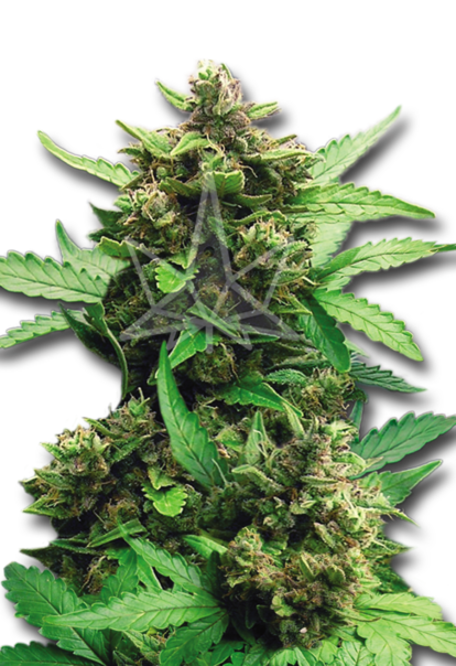 cbd auto cheese autoflower seeds