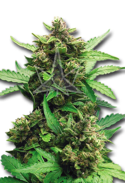 cbd auto cheese autoflower seeds opt