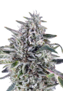 Cereal Milk Autoflower Cannabis Seeds