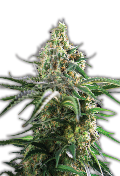 cheese autoflower seeds