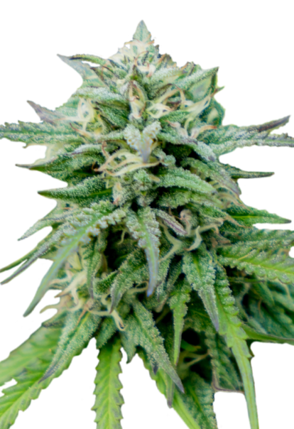 cheese feminized seeds